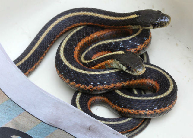 Coast Garter Snake